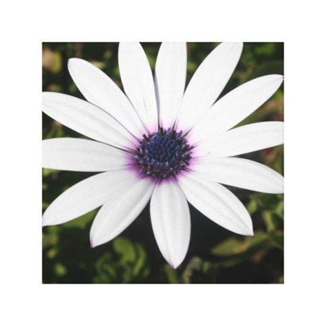 White African Daisy Canvas Print Zazzle Com Daisy Flower Pictures