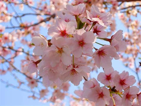 Sakura Cherry Blossum Tokyo Flower Japan Pikist