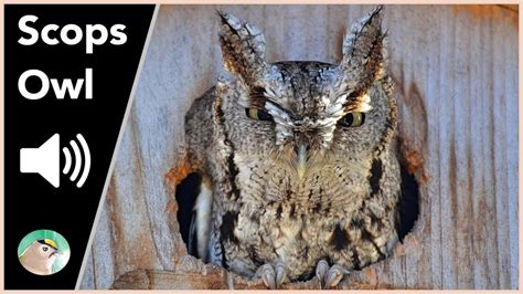 Scops Owl Sounds YouTube
