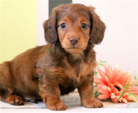You will find dachshund dogs and puppies for adoption in our wisconsin listings. Miniature Dachshund Puppies For Sale | Puppy Adoption ...