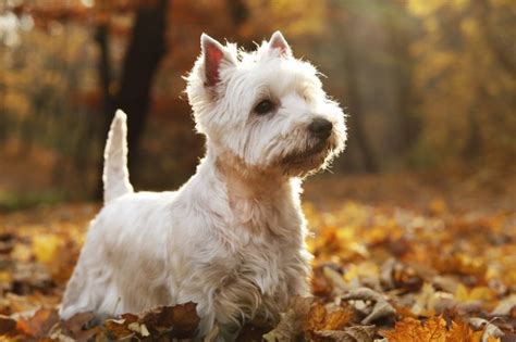 What Is The Difference Between Westie And Scottie Dogs Cuteness