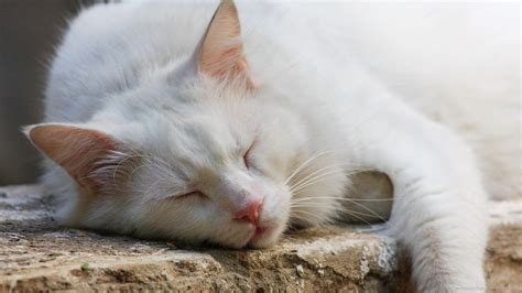 White Cat Wallpapers Wallpaper Cave