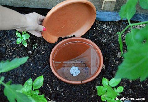 How To Make Diy Ollas Low Tech Self Watering Systems For Plants Self