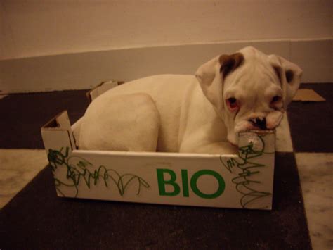 14 Boxing Day Dogs Who Cant Get Enough Of Boxes Barkpost