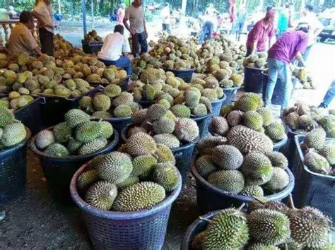 Ezy Durian Selamat Pagi Semua Setelah Meniliti