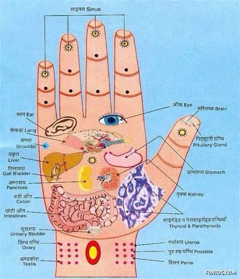 Reflexology Hands Pressure Points Chart