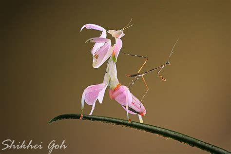Kungfu Mantis By Shikhei Goh 500px Praying Mantis Orchid Mantis