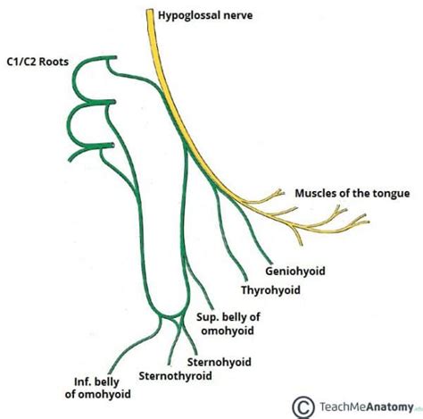 The Hypoglossal Nerve Cn Xii Course Motor Teachmeanatomy