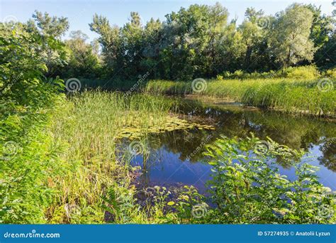 Summer Landscape On Forest Lake With Water Lilies And Reeds Stock