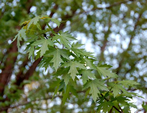 Silver Maple 100 Most Common North American Trees