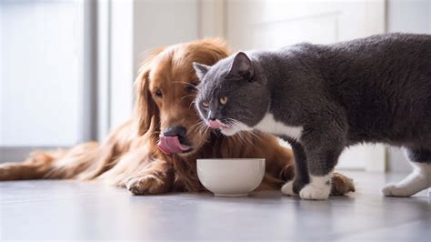 Download Funny Hungry Dog And Cat Picture Eating