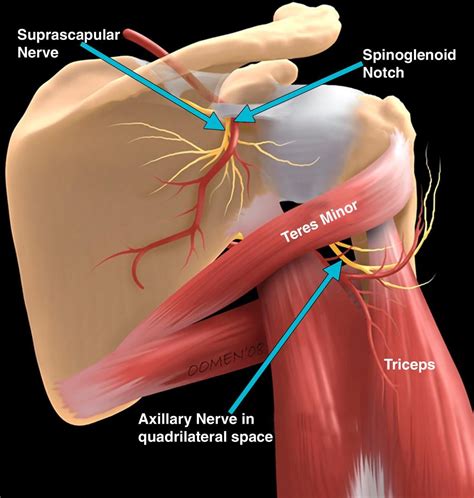 Suprascapular Nerve And Spinoglenoid Notch Shoulder Anatomy Anatomy