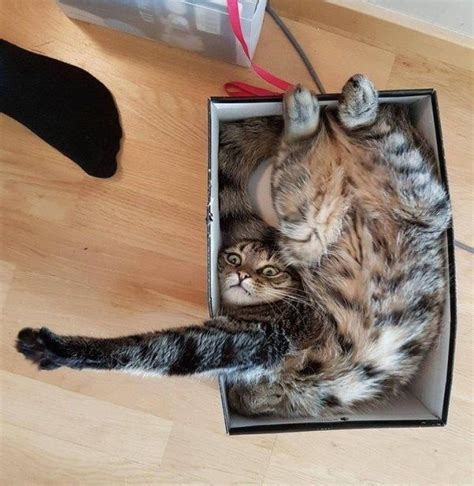 22 Cats In Boxes That Will Make Your Day Cutesypooh Cats Cat Box