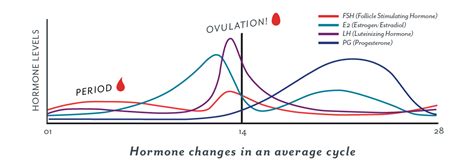 Ovulation When Do I Ovulate Ovulation Symptoms And More