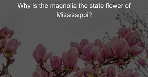 Why Is The Magnolia The State Flower Of Mississippi My Pure Magnolia