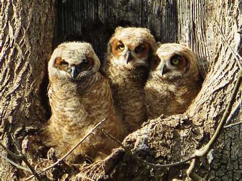 Great Horned Owlets Birds And Blooms