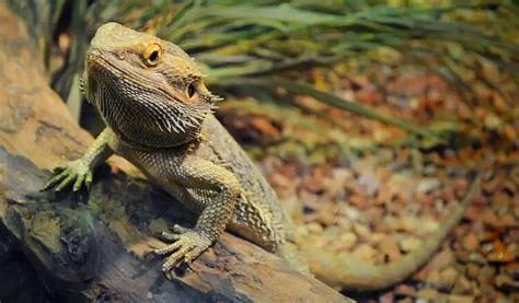 How Big Do Bearded Dragons Get Size And Growth Chart