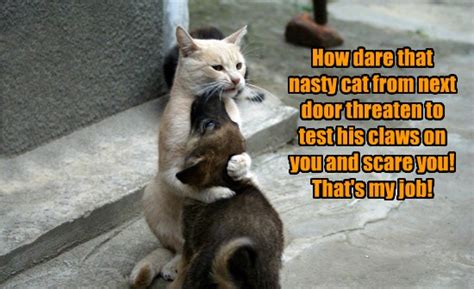 Lolcats Nasty Lol At Funny Cat Memes Funny Cat