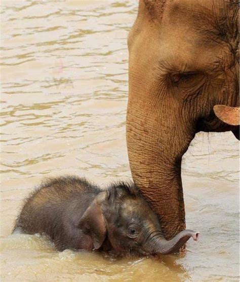 Fotos De Todos Los Bebés Del Reino Animal Elefante Bebé Bañándose Con