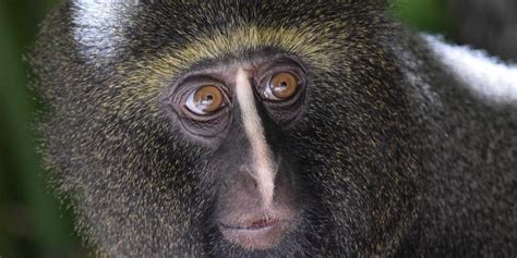 African Monkeys 10 Iconic Monkeys To Spot On Safari ️