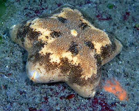 Cushion Sea Star Vic High