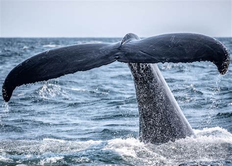 Right Whale Migration To Florida Nantucket Historical Association