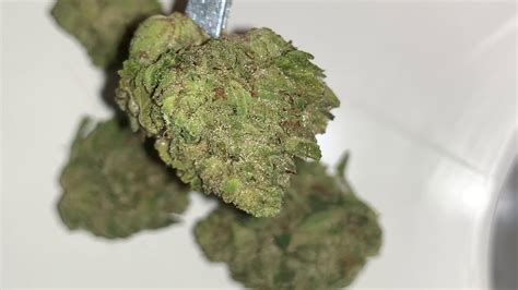 Tilray Purps : Medizinalcannabis Update Der Sortenliste ...