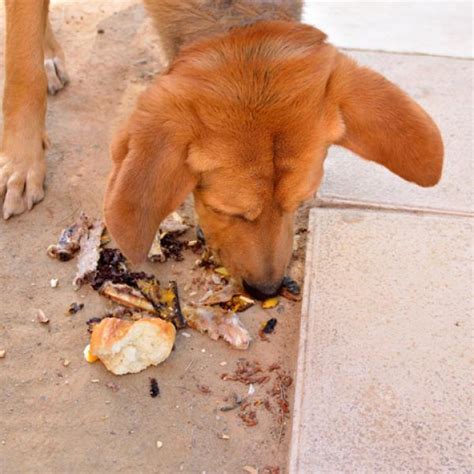 Lista 93 Foto Como Evitar Que Mi Perro Se Lama Una Herida Cena Hermosa