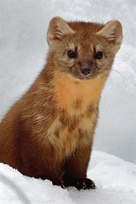 American Pine Marten Photograph By Brian Wartchow