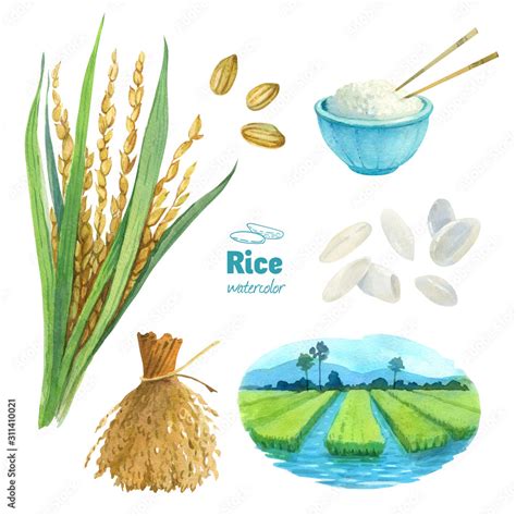 Rice Watercolor Illustration Set With Clipping Paths Stock Illustration