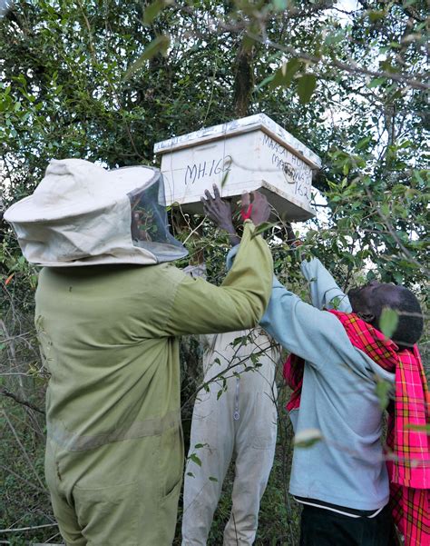 Beekeeping Hanging Hives Maasai Honey