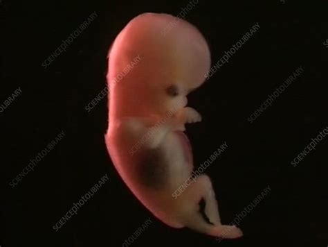 Human Embryo 8 Weeks Stock Video Clip K0052402 Science Photo