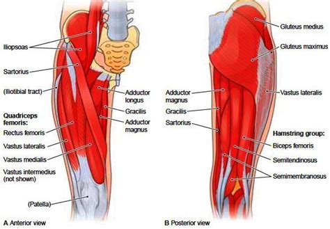 Leg Muscle Diagram Labeled Back Muscles Diagram Simple Labeled