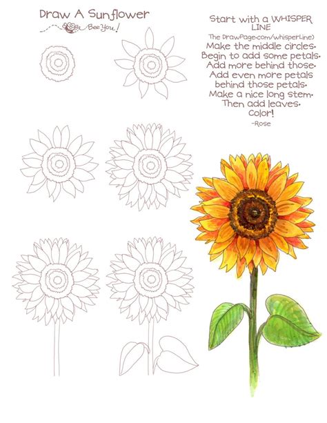 Sunflower Drawing Easy Step By Step Our Larger Bloggers Photographs