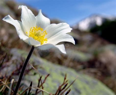 White Mountain Flower Stock Photo Image Of T Mountain 1163298