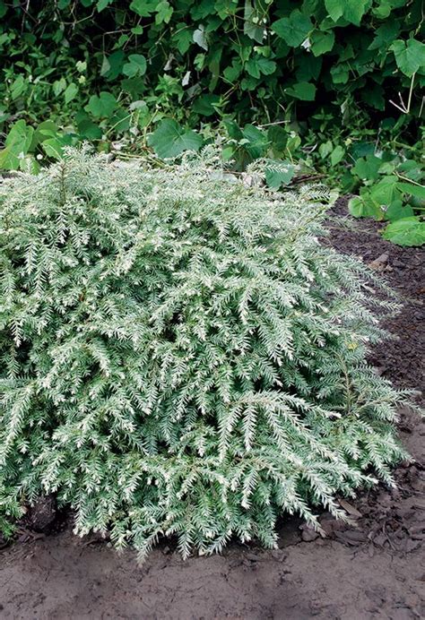 9 Dwarf Conifers For Your Winter Garden Winter Garden Dwarf Conifers