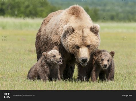 Brown Bear And Cubs Katmai National Park Alaska United States Of