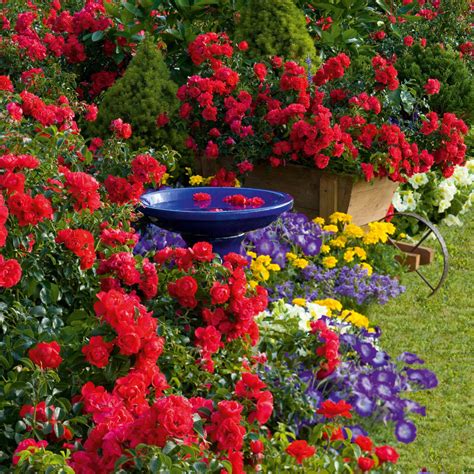 Flower Carpet Rose Scarlet Easy To Grow Bulbs