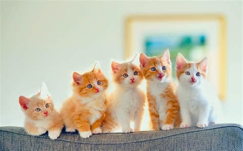 Pretty Kittens Kittens Photo 41502555 Fanpop
