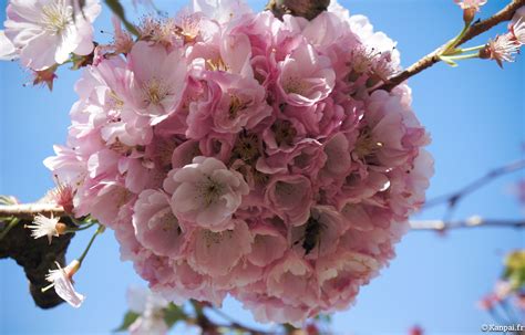 Sakura Les Cerisiers En Fleurs Du Japon 🌸 Ohanami La Tradition