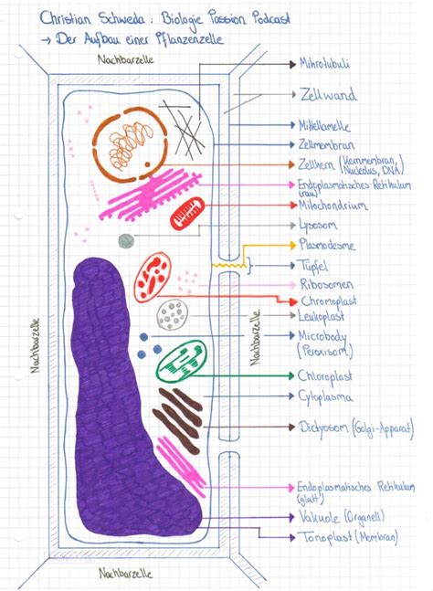 Ein bezug identifiziert eine zelle oder einen zellbereich auf einem arbeitsblatt und weist excel für das web an, wo nach den werten oder daten gesucht werden soll, die sie in einer formel verwenden möchten. Folge 002 - Die Pflanzenzelle und ihre Bestandteile