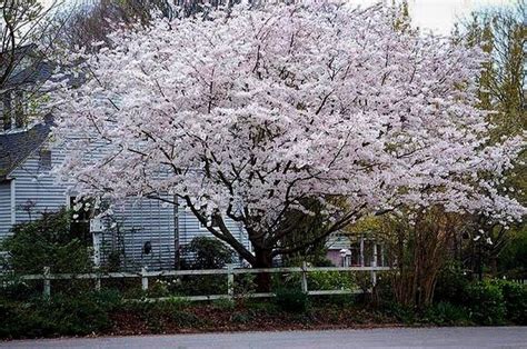 Kwanzan is the worlds favorite cherry blossom tree. Yoshino Cherry For Sale | The Tree Center