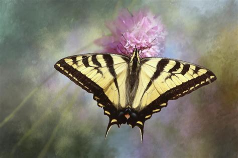 It is a member of the genus papilio, of which papilio appalachiensis and papilio xuthus are also members. Western Tiger Swallowtail Photograph by Morgan Wright