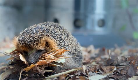 Animals Hedgehog Leaves Hd Wallpaper