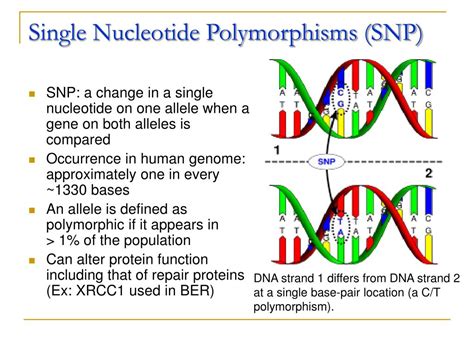 Ppt Cellular Response To Dna Damage Repair Powerpoint Presentation