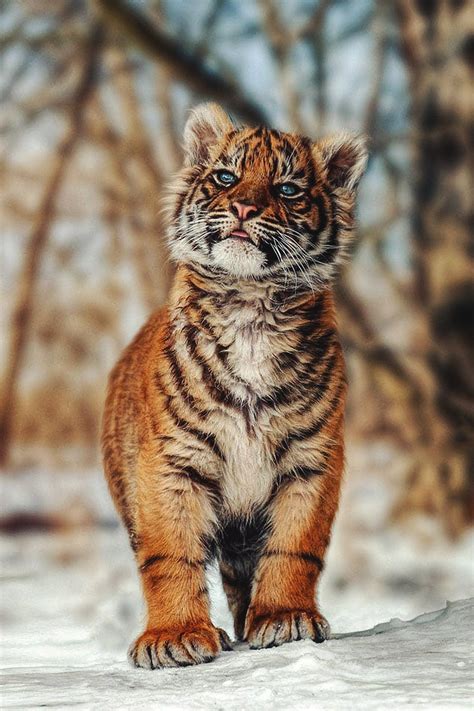 Tiger Cub Hardcoreaww