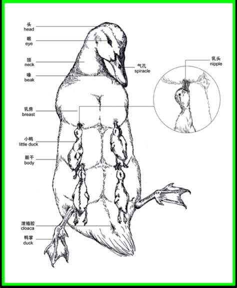 Redesign Of Reproductive System For Non Mammals Duck Surg