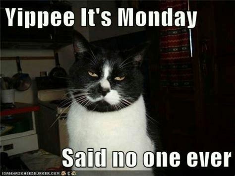 Monday Funny Cats Funny Cat Memes Cats