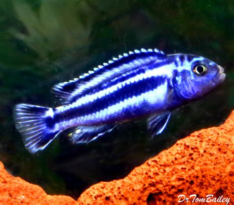 Premium New Maingano Malawi Mbuna Cichlid Melanochromis Cyaneohabdos
