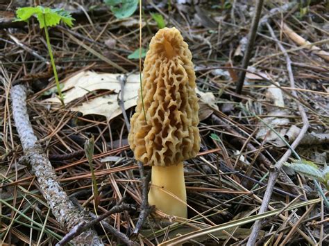 Elephant ear mushrooms are so named because they are large and floppy. Elephant Ear Mushroom Edible